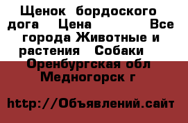 Щенок  бордоского  дога. › Цена ­ 60 000 - Все города Животные и растения » Собаки   . Оренбургская обл.,Медногорск г.